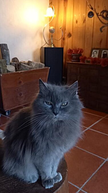 Chat, et lampe globe terrestre